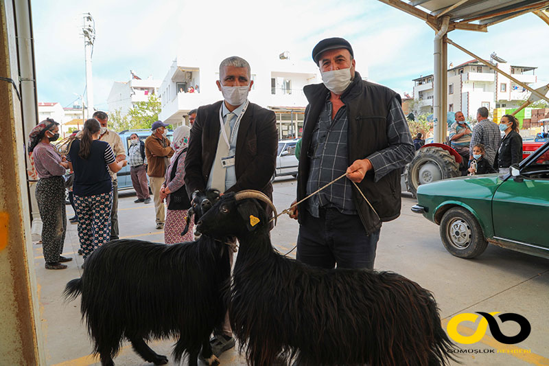 Bodrum Belediyesi keçileri dağıttı 5