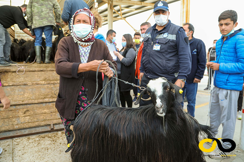 Bodrum Belediyesi keçileri dağıttı 6