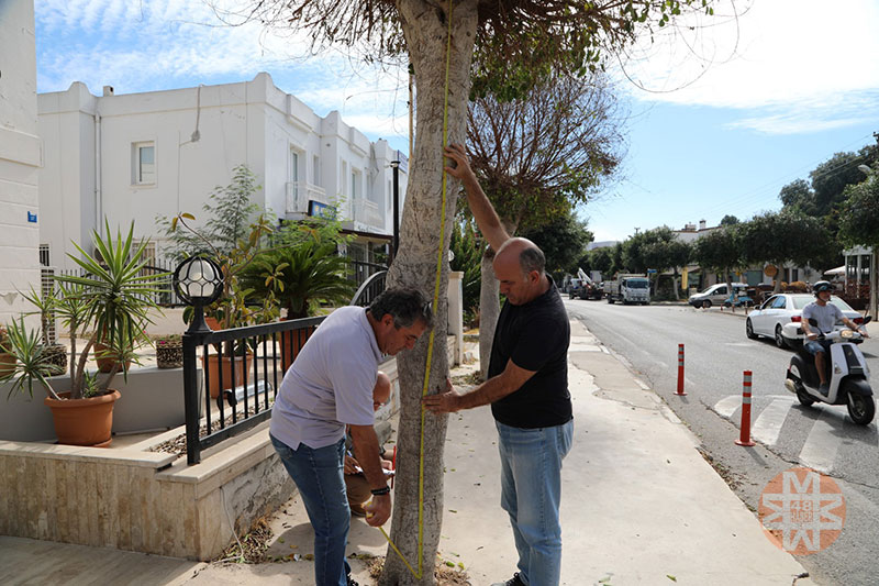 Bodrum'da ağaçları matkaplarla deldiler 4