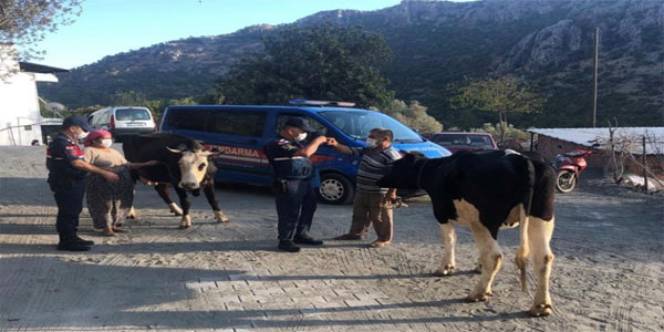 Hayvan hırsızı yakalandı