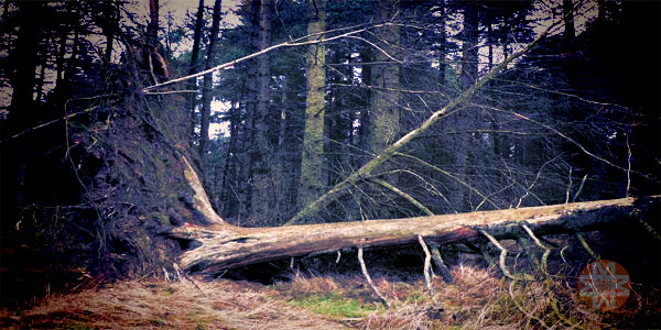 Devrilmiş ağaç- Temsili görsel - 48 Haber Ajansı