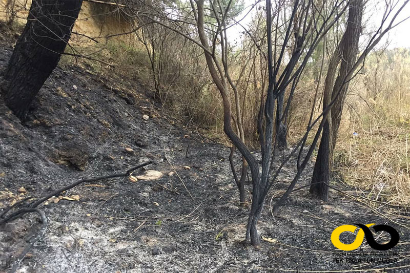 Menteşe ve Kavaklıdere'de 29 hektar ormanlık alan yandı 3