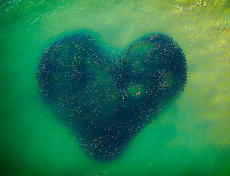 Love Heart of Nature - by Jim Picôt